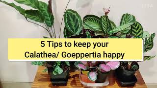 5 Tips to keep your Calathea Goeppertia happy [upl. by Lehcin]