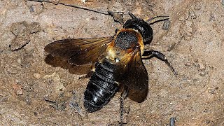 Megachile sculpturalis known as the giant resin bee and sculptured resin bee [upl. by Yraillih]