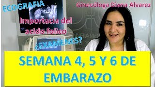 😍EMBARAZO SEMANA a SEMANA PRIMER MES DE EMBARAZO SEMANAS 4 A 7 por GINECOLOGA DIANA ALVAREZ [upl. by Olivia44]