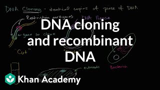 DNA cloning and recombinant DNA  Biomolecules  MCAT  Khan Academy [upl. by Walliw]