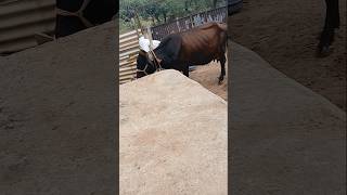 Gir cross cow faming gircrosscowfarming cow bull animals shorts subscribegircowfarm ytshort [upl. by Terrie]