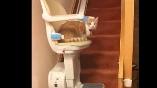 Cat on Stair Lift [upl. by Ardie]