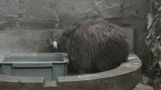 キーウィ 天王寺動物園 2019年3月31日 [upl. by Inohtna]