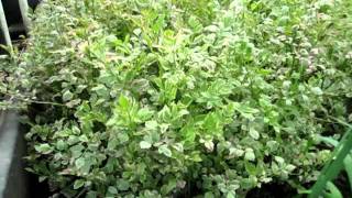 Pond Plants Direct Variegated Water Celery [upl. by Dicks]