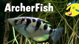 Archerfish Profile Care and Feeding [upl. by Ahsenal]