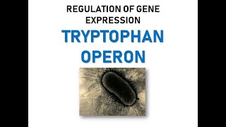 TRYPTOPHAN OPERON [upl. by Maddeu300]