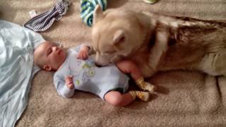 Husky Dog Babysitting  Theres nothing greater than Dog and Baby [upl. by Moynahan]