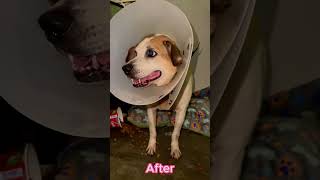 Dog Before After Being Rescued [upl. by Scholz144]