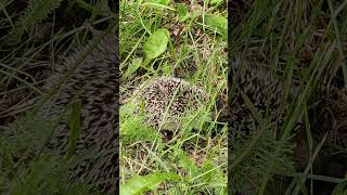 SIILI 🦔 European hedgehog Erinaceus europaeus shorts shortvideo [upl. by Areikahs224]