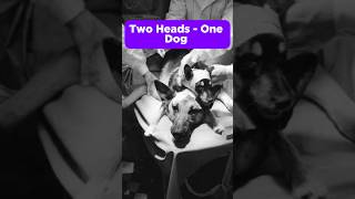 Twoheaded Dog Project Of Russia [upl. by Githens]