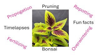 Full guide to grow Coleus for beginners [upl. by Rog]