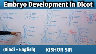 Embryo Development In Dicot  Embryo Development  Plants Reproduction  Bio Class 12 Kishor Sir [upl. by Cockburn]