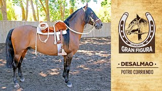 LOTE 31  DESALMAO [upl. by Glick]