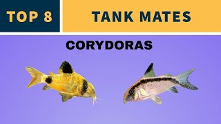 CORYDORAS TANK MATES [upl. by Yxel]