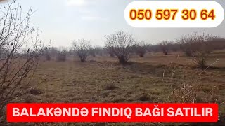 1197 Balakəndə fındıq bağı satılır 175 toma 1 HA 67 sot ilə42 000 azn qiyməti [upl. by Anette]