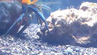 Hermit Crab eat hydroids [upl. by Einnim19]