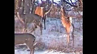 DEER FLY OVER HIGH FENCE GOOD JUMPS SHOTS PROTECT FAWN [upl. by Aerdnaed760]