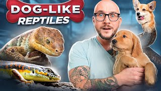 5 Reptiles That Act JUST Like Dogs No Fur No Allergies Just Love [upl. by Rickert]