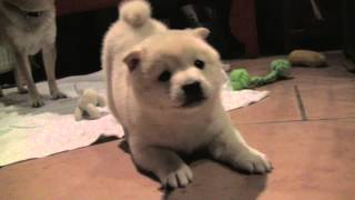 Shiba Inu Puppy barking and showing who the boss is 8 weeks old [upl. by Lamori]