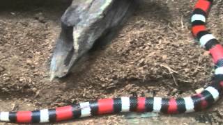 プエブランミルクスネーク（上野動物園）：Pueblan milk snake Ueno Zoo [upl. by Crista]