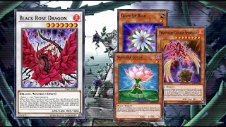 YUGIOH WITHOUT BANLIST phoenixian cluster amaryllis ftk with topologic bomber dragon [upl. by Ennylcaj]