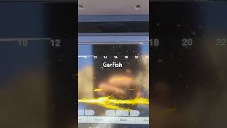 Garfish on livescope fishing boating livescope louisiana [upl. by Bina400]