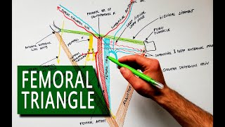 Femoral Triangle  Boundaries and Contents  Anatomy Tutorial [upl. by Lleirbag835]