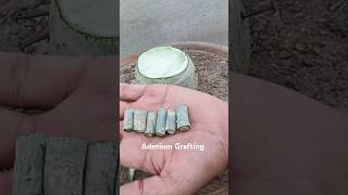 Super Easy Method To Graft Desert Rose  Adenium Plant adenium grafting desert rose shorts [upl. by Adok578]