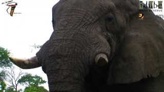 Huge African Elephant With Broken Tusks CloseUp [upl. by Saibot]