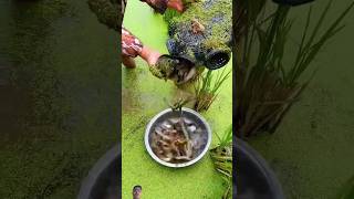 Incredible Fish Catch in Paddy Field  Unbelievable Fishing Moment [upl. by Aloek]