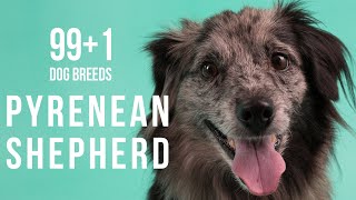 Pyrenean Shepherd  991 Dog Breeds [upl. by Baudelaire]