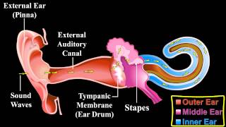 The Ear   About the Ear   Mechanism of Hearing [upl. by Mollee]