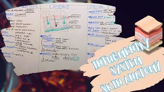 Intugmentry System Layers amp Special Structures of The Skin شرح بالعربى [upl. by Mohammed821]