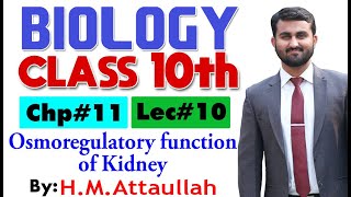 Osmoregulatory function of kidney  Chapter  11  Biology Class 10th  Lec 10 [upl. by Arocahs]