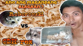 BAGO KA BUMILI NG HAMSTER PANOORIN MO ITO l DAPAT MONG MALAMAN SA PAG AALAGA NG HAMSTERS [upl. by Nesilla705]