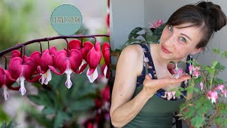 How To Plant Bleeding Hearts in Pots containergardening [upl. by Chainey64]