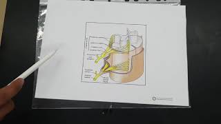 Spinal Nerves  OSPE [upl. by Aimal]