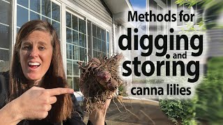 Digging Up and Storing Canna Bulbs and Dividing Them [upl. by Koh]