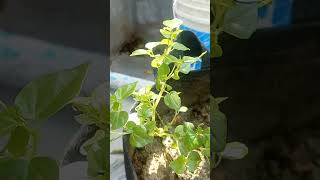 Paperomia গাছের পানি শোষণ প্রক্রিয়া পর্যবেক্ষণ gardenplants gardening agriculture peperomia [upl. by Cynar]