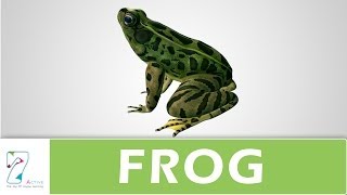 Amazing Explanation Of Frog [upl. by Bellamy449]