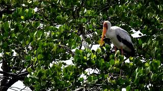 Yellowbilled stork  Short video 4KUHD Birds Photography  Wildilife Video  Wildlife Animals [upl. by Shulamith]