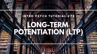 LongTerm Potentiation LTP Intro Psych Tutorial 78 [upl. by Cerys]