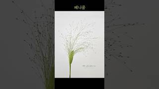 페니쿰  Panicum [upl. by Whitelaw981]