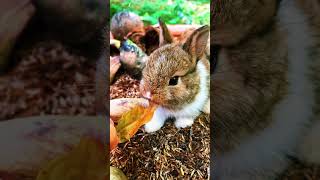 Rabbit Cute Eating P8 rabbit rabbitsound rabbitbunny [upl. by Elynad627]