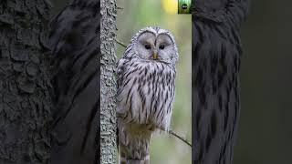 Majestic Owls Incredible Facts About Nighttime Hunters  Owl Secrets Unveiled [upl. by Ahsilac]