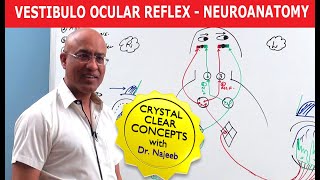 Vestibulo Ocular Reflex  Neuroanatomy [upl. by Ebbie272]