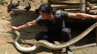 Giant poisonous snake appeared again Zon was very worried about the livestock Vang Hoa [upl. by Rats]