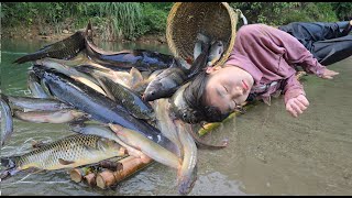 Vietnamese girl goes on an adventure with two smart dogs to catch fish for a living  ha thi muon [upl. by Siuol218]