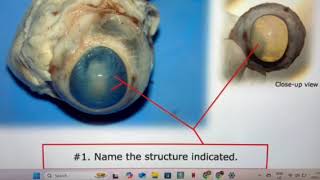 Cow Eye Dissection Part 4  Ashton Hou [upl. by Flosi]