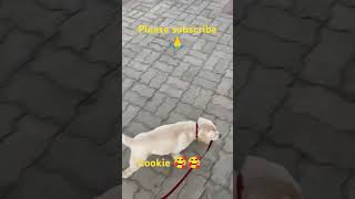 Cookie 🥰🥰 cookie labrador dog comedy labradoor funny doglover trending shorts [upl. by Mendoza]